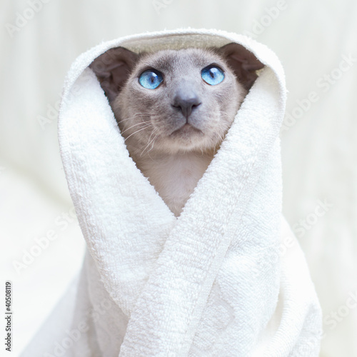 Photo: Hairless Cat in Towel Hairless Cat in Towel