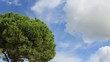 Timelapse fast running clouds on blue sky above tree