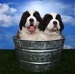 Adorable Saint Bernard Pups