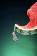 Frog hanging onto a sliced watermelon