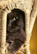 Cat in basket peeking 