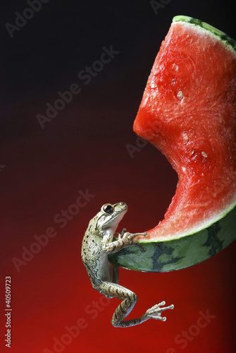 Photo: Frog hanging onto a sliced watermelon Frog hanging onto a sliced watermelon