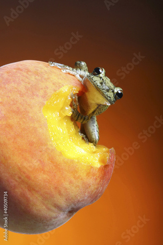 Photo: Frog on a bitten peach Frog on a bitten peach