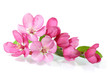 Red Cherry Blossom