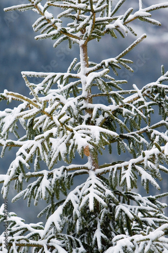 Photo: Winter scene Winter scene
