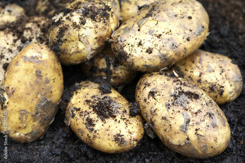 Photo: Potatoes Potatoes