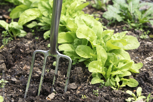 Photo: Spading fork in community garden Spading fork in community garden