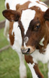 Cow at the farm