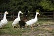 Photo : Ducks in the farm Ducks in the farm