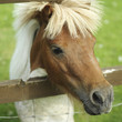 Pony in a farm