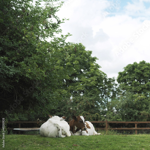 Photo: Cows on the farm Cows on the farm