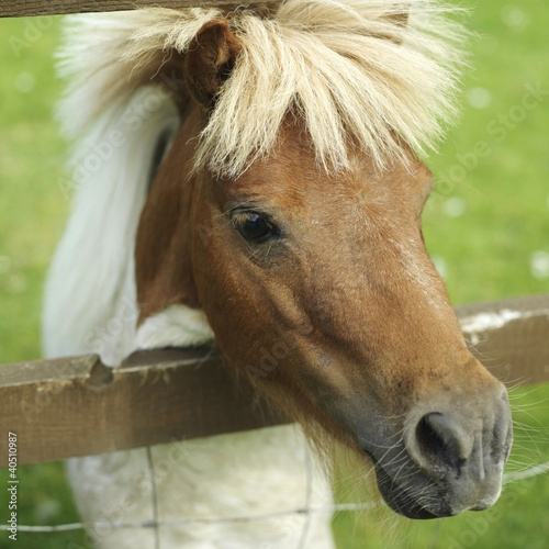 Photo: Pony in a farm Pony in a farm