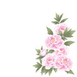 芍薬