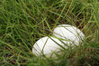 Eggs in patch of grass
