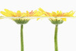 Photo: Sunflowers floating in water Sunflowers floating in water