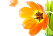 Detalii fotografie Tulip