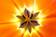 Detalii fotografie Tulip