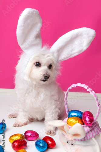 Photo: Beautiful puppy with bunny ears and easter eggs Beautiful puppy with bunny ears and easter eggs