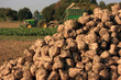 harvesting sugar beets