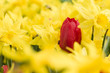 Colorful flowers Colorful flowers