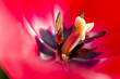 Colorful flowers Colorful flowers