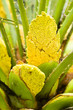 Palm yellow flowers Palm yellow flowers