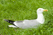 European Herring Gull, Larus argentatus European Herring Gull, Larus argentatus