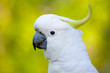 cocky