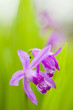 Pink orchid flower Pink orchid flower