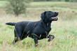 Working Dog