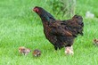 Mother Hen and Chicks