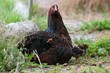 Mother Hen