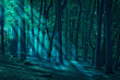 Wald_01