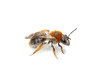 abeille