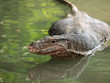 Wild varanus on the water ,Focus on the varanus eye.