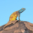Photo en ligne au meilleur prix southern rock agama lizard