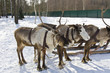 Three deers