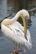 Rosapelikan - Pelecanus onocrotalus
