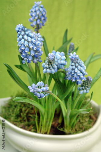 Photo: Frühlingsblüten Frühlingsblüten