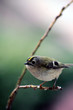 oiseau