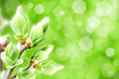 blossomed buds, abstract natural backgrounds with blured bokeh blossomed buds, abstract natural backgrounds with blured bokeh