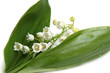 Muguet