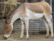Kiang 1