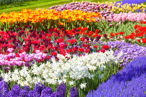 Photo: Keukenhof flowerbed Keukenhof flowerbed