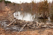 Beaver dam