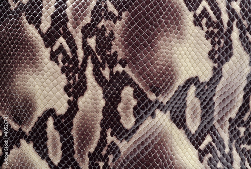 Photo: Snakeskin Snakeskin