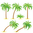 Coconut palms