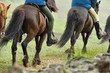horse excursion in Iceland