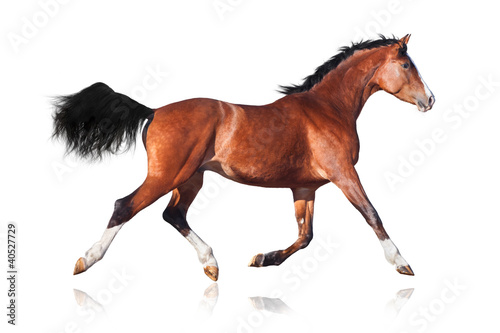 Photo: Bay horse isolated on white background Bay horse isolated on white background