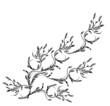 floral illustration with space for text floral illustration with space for text